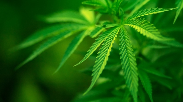 High Times: Exploring the Budding World of Marijuana